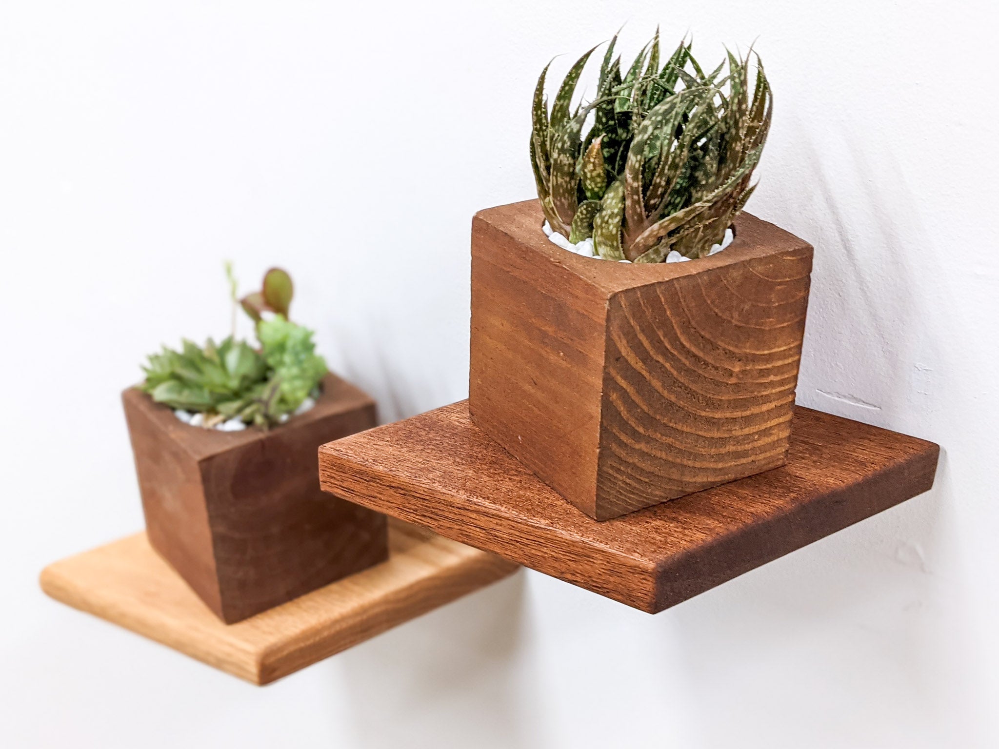 The sideview of the mahogany rhombus small floating shelf. On top sits a mahogany planter with succulents, just to the left and almost off-screen, an oak rhombus floating shelf holds a mahogany planter with succulents.
